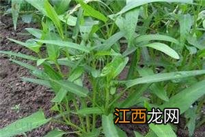 山药植物长什么样子 菜山药长什么样