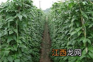 山药植物长什么样子 菜山药长什么样