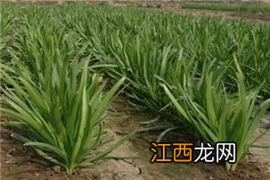 山药植物长什么样子 菜山药长什么样