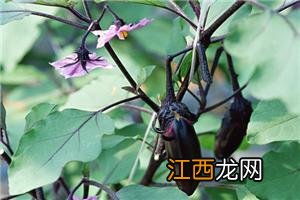 山药植物长什么样子 菜山药长什么样