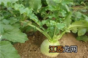 山药植物长什么样子 菜山药长什么样