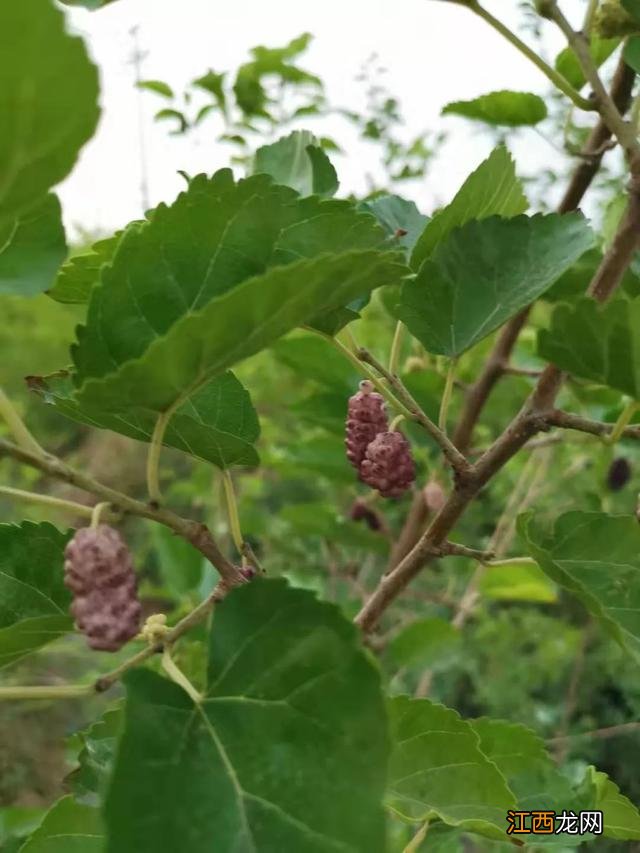 桑树开花 长桑果的花是什么样的花