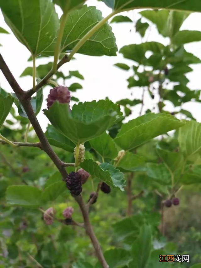 桑树开花 长桑果的花是什么样的花