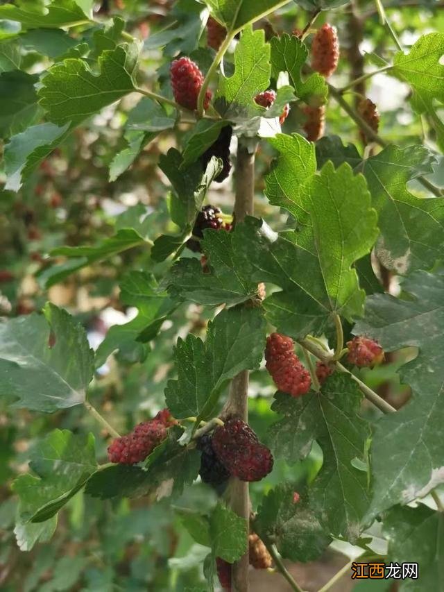 桑树开花 长桑果的花是什么样的花