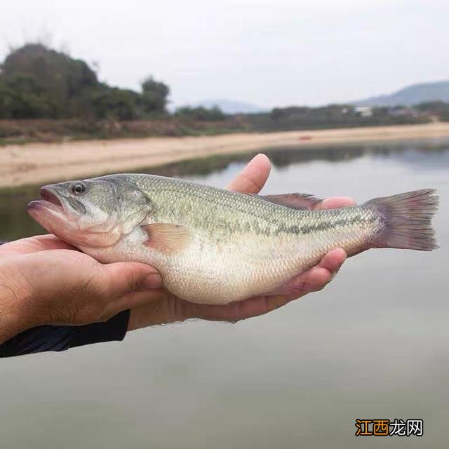 鲈鱼是什么样 大鲈鱼是什么样的鱼