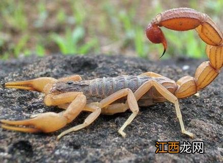 蝎子能泡水喝吗 蝎子喝水吗
