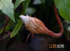 怎样防止昙花花苞掉落 怎样防止昙花掉花蕾