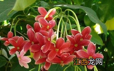 使君子花语: 一枚堪喜虫皆灭,何必使君问郭刘 使君子花语