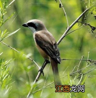 伯劳鸟吃什么饲料 伯劳鸟吃什么饲料最好