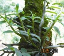 石斛是兰花吗图片 石斛是兰花吗