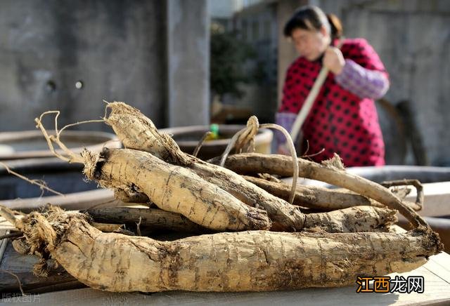 葛根长什么样子呢？真正的葛根图片，学起来简单又实用