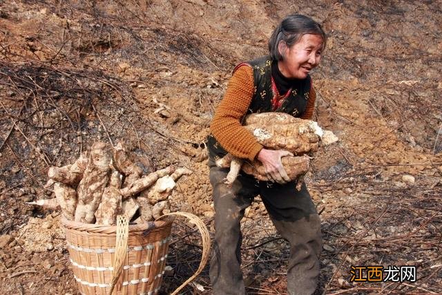 葛根长什么样子呢？真正的葛根图片，学起来简单又实用