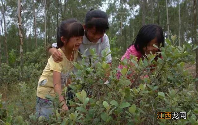 山捻子在几月份成熟？捻子几月份熟，一句话全总结