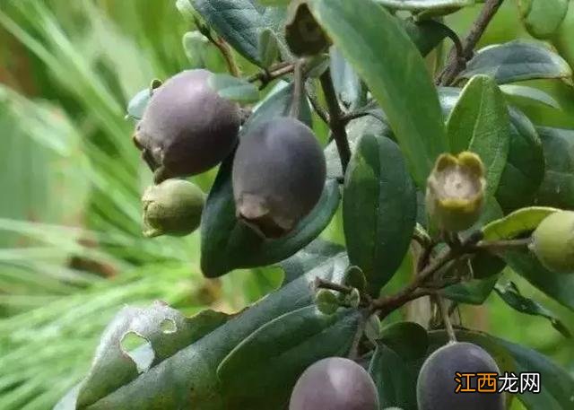 山捻子在几月份成熟?捻子几月份熟,一句话全总结