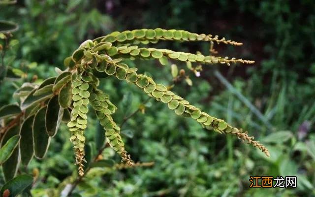 龙骨草是什么意思？龙骨草什么样子的，秒懂的科普知识