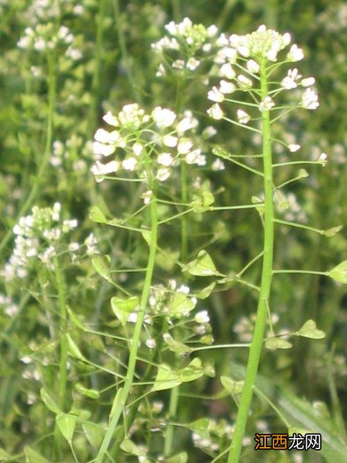 芥菜是什么菜图片大全？芥菜又叫什么菜，实用类的好文章