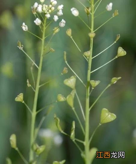 芥菜是什么菜图片大全？芥菜又叫什么菜，实用类的好文章