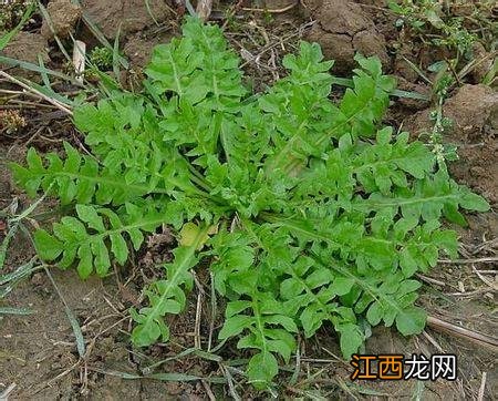 芥菜是什么菜图片大全？芥菜又叫什么菜，实用类的好文章