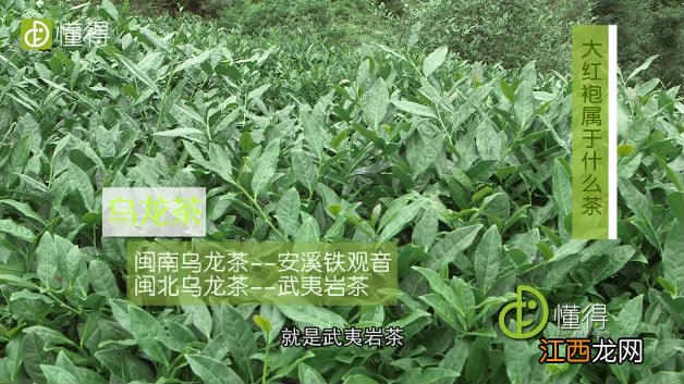大红袍属于什么茶？是红茶还是绿茶？