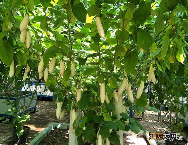 茄子是什么样?什么样的茄子苗最好,推荐收藏此文章