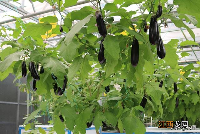 茄子是什么样?什么样的茄子苗最好,推荐收藏此文章