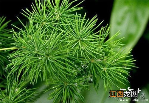 客厅适合摆放什么植物?6种客厅招财的植物