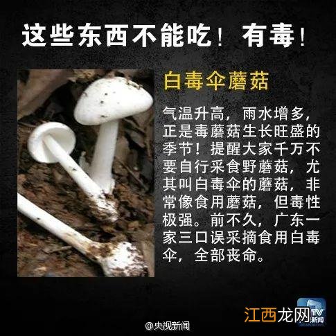 青菜为什么变苦？青菜特别苦怎么回事，很多人没有意识到