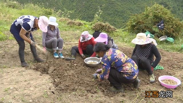 哪种川贝效果最好？什么川贝最好图，重磅长文，太好了