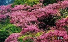 太平峪紫荆花开花时间 太平峪紫荆花开花时间是几月