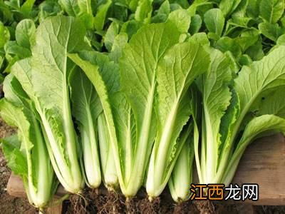 小白菜打农药的正确方法？小白菜打农药用什么药，点击率很高的文章