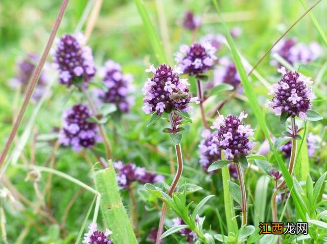 椒花是什么东西？椒花是什么植物，这3个地方有关