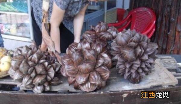 越南特产水果有哪些?越南特产水果特别大个的