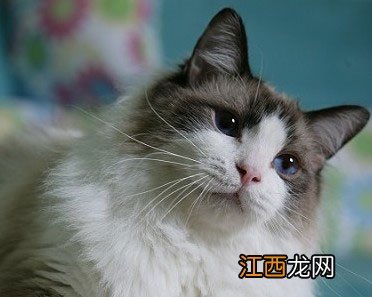 掌握布偶猫的一些饲养注意事项