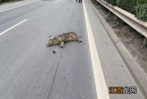 野外开车遇到骆驼怎么避开