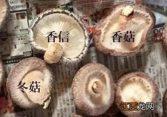 冬菇是什么样的呢？什么是冬菇图片，这篇文章，讲的相当好