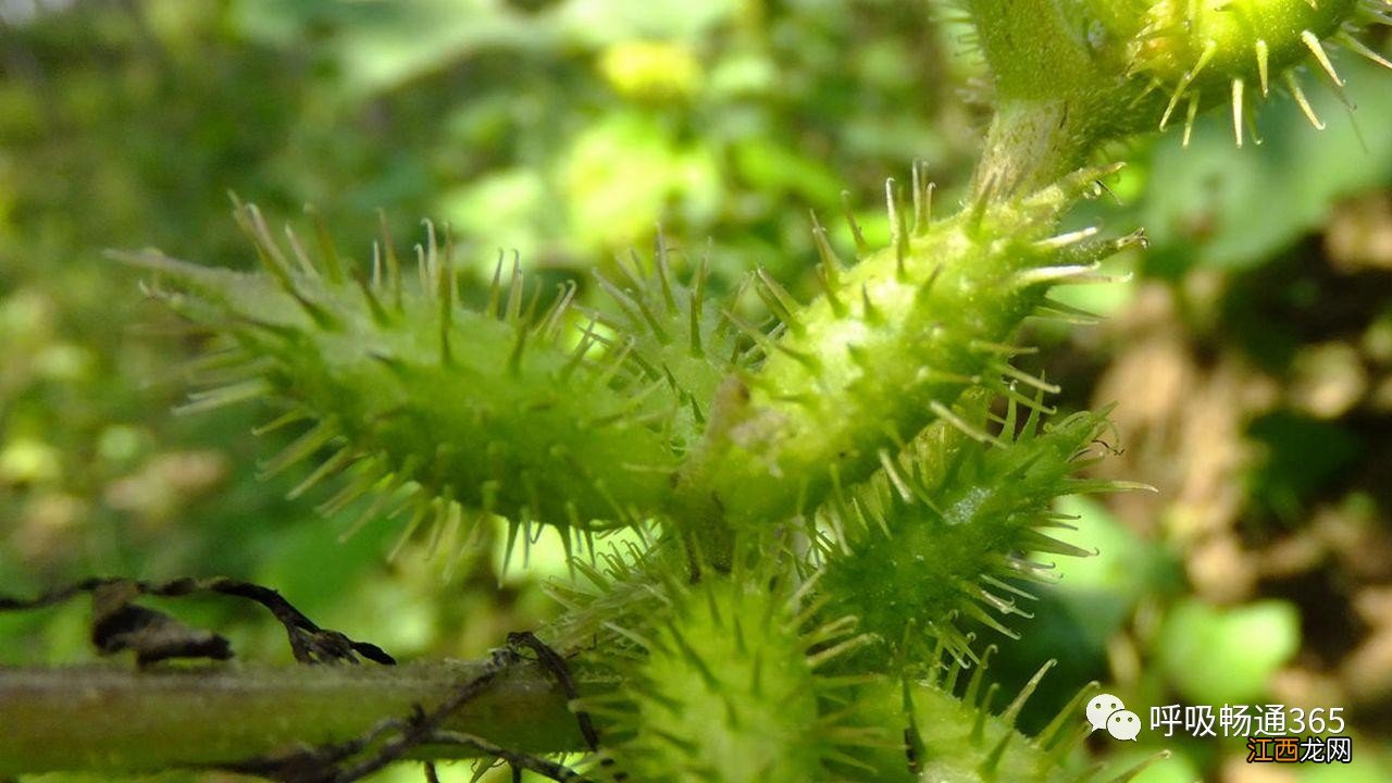 苍耳子香油治疗鼻炎怎么做法