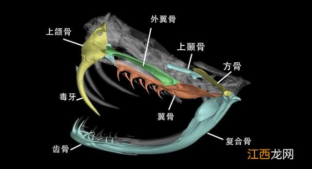 什么蛇吃了最好？哪种蛇吃了最好，该读一下这篇文章