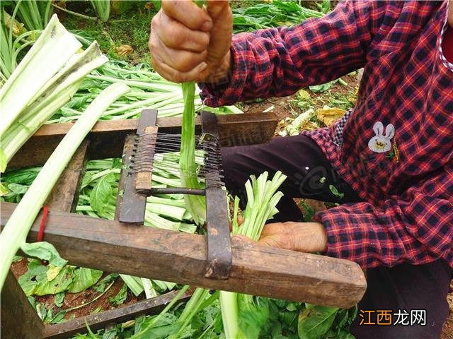 什么是芽菜图片？什么是芽菜，还不赶快收藏起来!