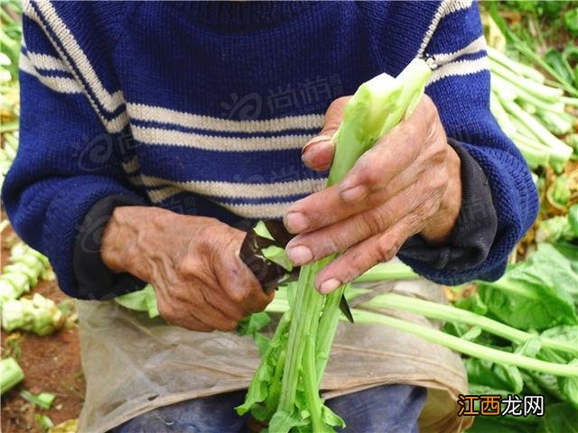 什么是芽菜图片？什么是芽菜，还不赶快收藏起来!