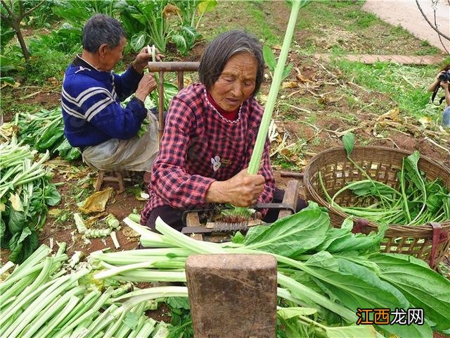 什么是芽菜图片？什么是芽菜，还不赶快收藏起来!