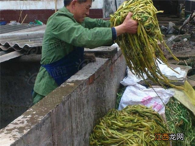 什么是芽菜图片？什么是芽菜，还不赶快收藏起来!