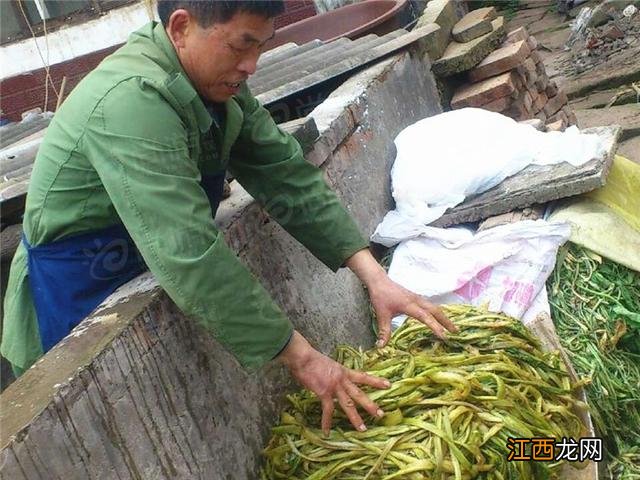 什么是芽菜图片？什么是芽菜，还不赶快收藏起来!