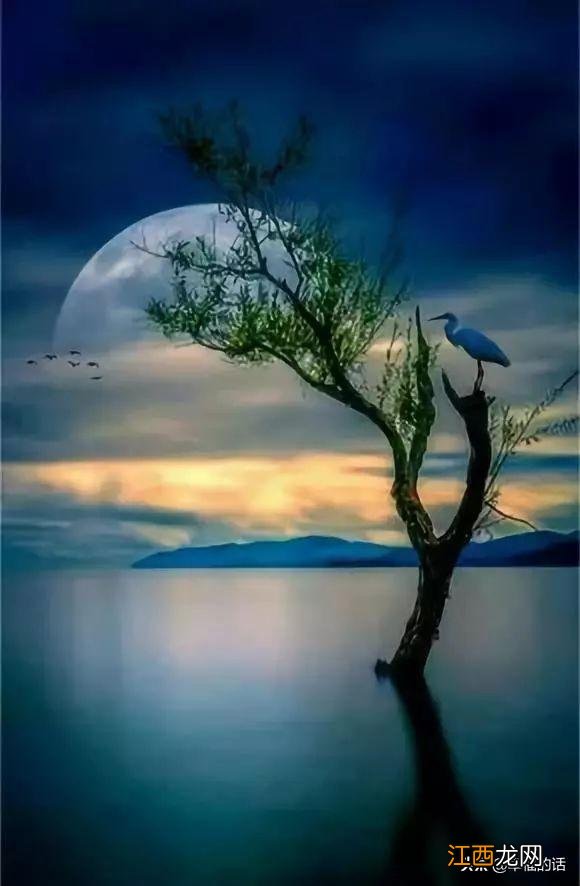 花好月圆的花指的什么花？花好月圆指的哪种花，有深度的文章