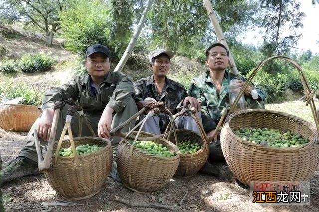 香榧什么时候能成熟？香榧子什么时候能成熟，技巧全在这里了！