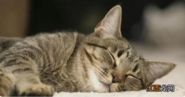 哪个牌子干奶酪好?冻干奶酪什么牌子的好,查看资料,点这里~