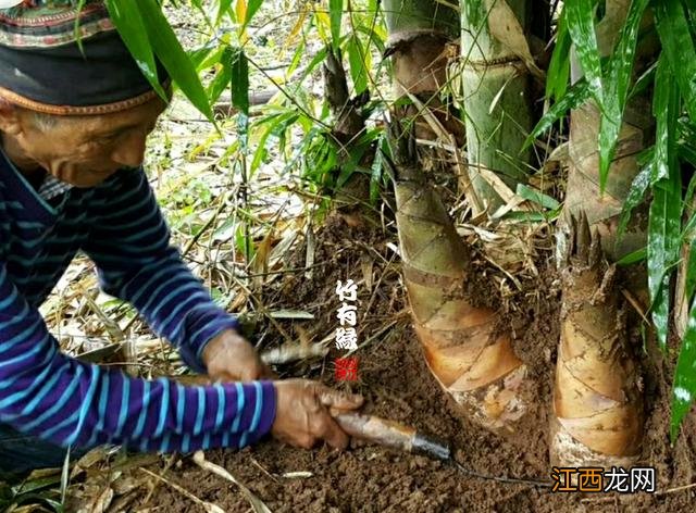 笋到底是什么意思？笋是什么长的，看完，会有全新的认知