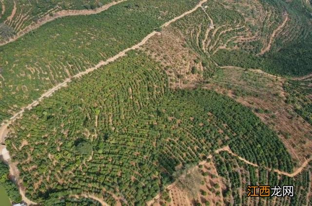 果珍什么牌子正宗？一线果珍品牌，看完文章就一目了然了!