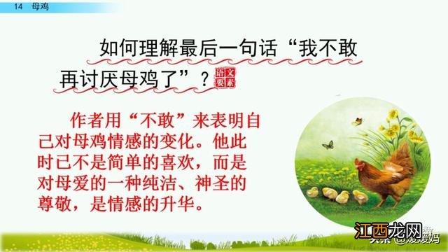 母鸡啥意思呢?母鸡什么意思网络用语,超有用!但很多人却不知道