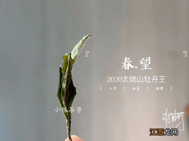 白茶什么时候喝好？白茶是属于什么茶，看懂这几点就够了