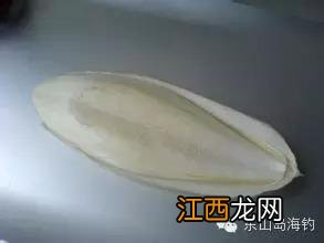 鱿鱼是什么样子？鱿鱼坏了是什么样，总结了这几点，快看